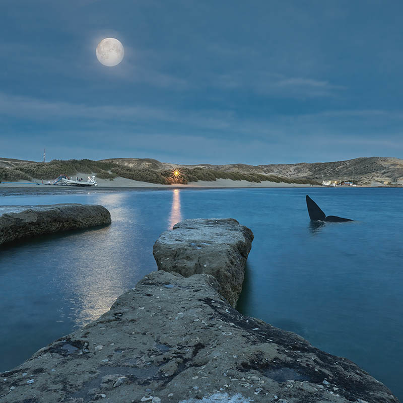 Whale swimming in a Scottish harbour