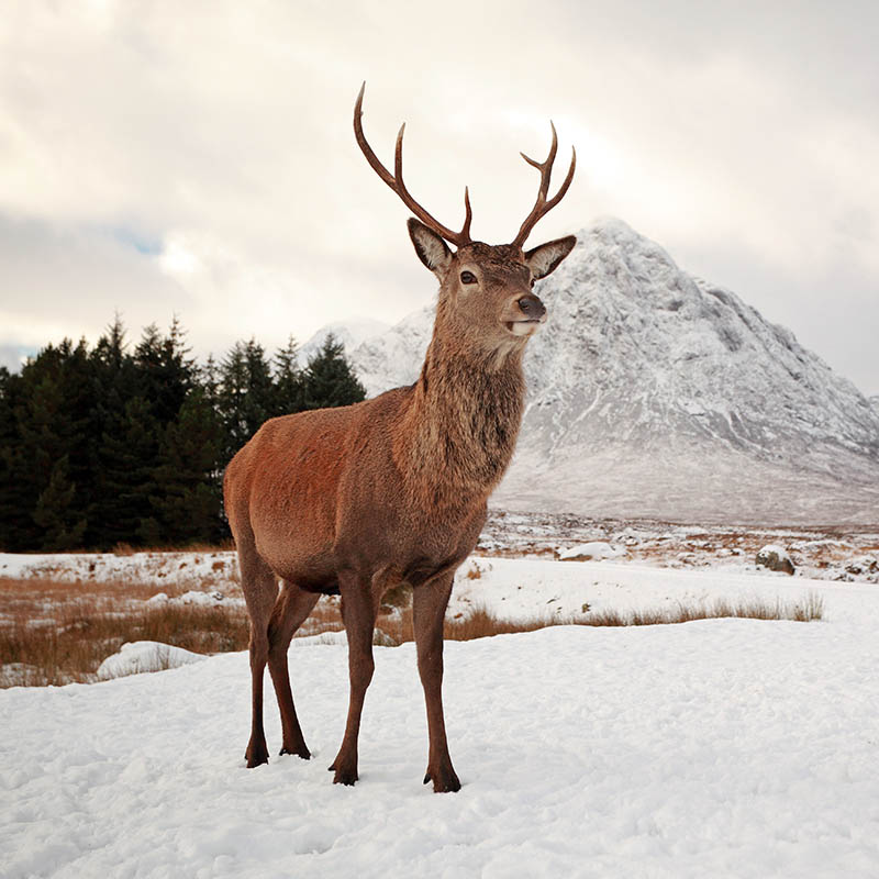 Stag deer in the Scottish highlands