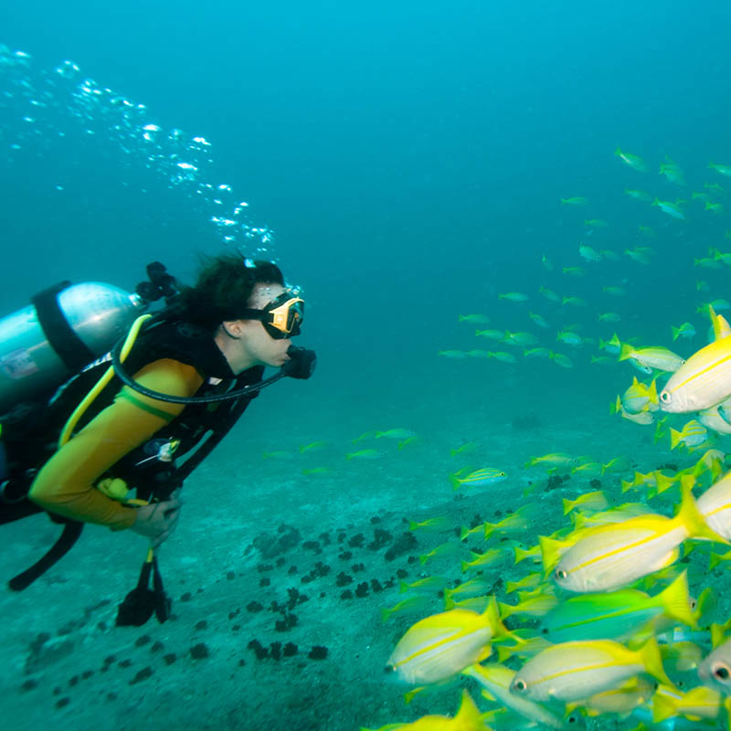 Diving with Sailing in the Seychelles