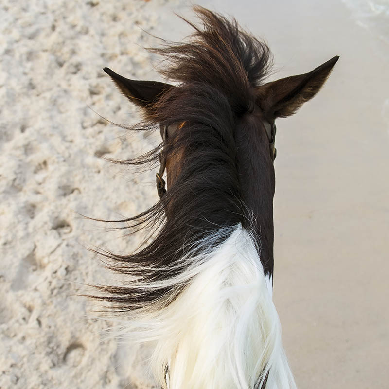 Horse riding in the Seychelles