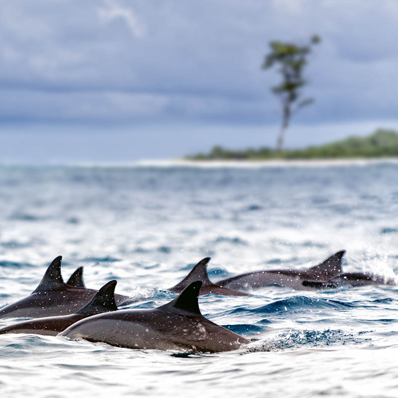 Pod of wild spinner dolphins in shallow bays near Bird Island, Seychelles