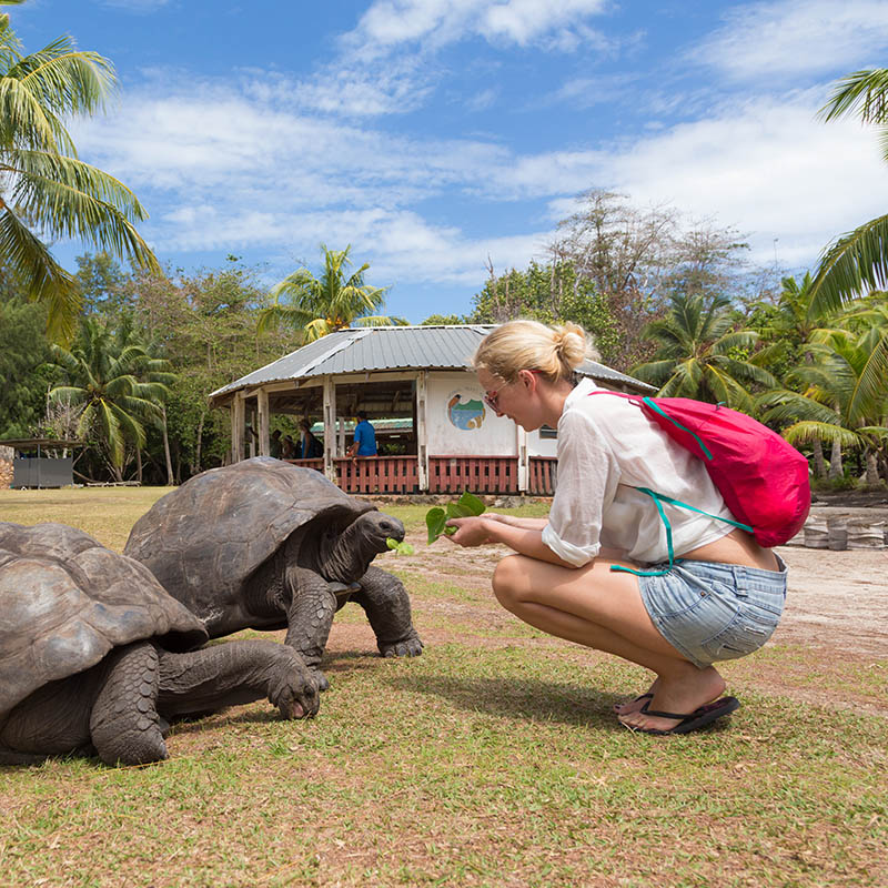 Aldabra giant tortoises in National Marine Park on Curieuse island, Seychelles