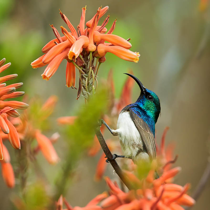 White-breasted Sunbird, South Africa