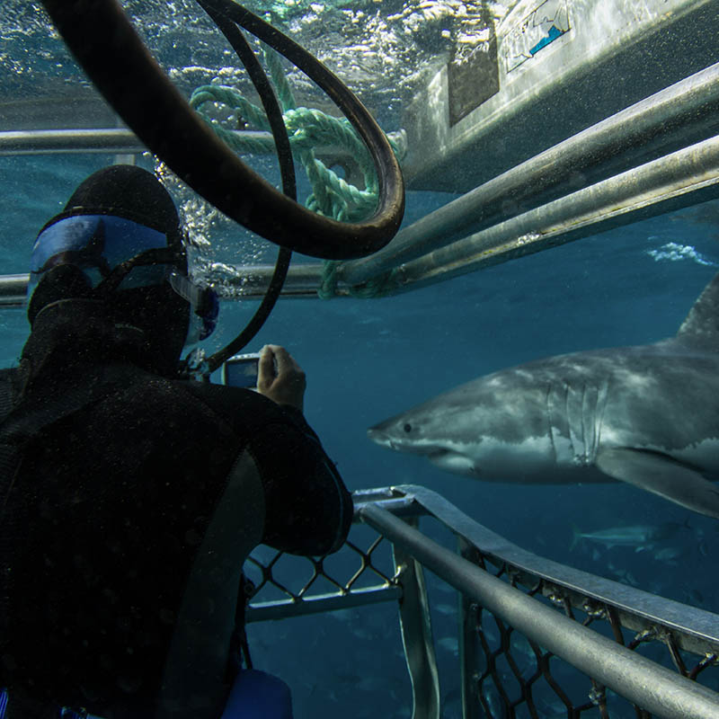 Diving with Great White Sharks, Mossel Bay, South Africa