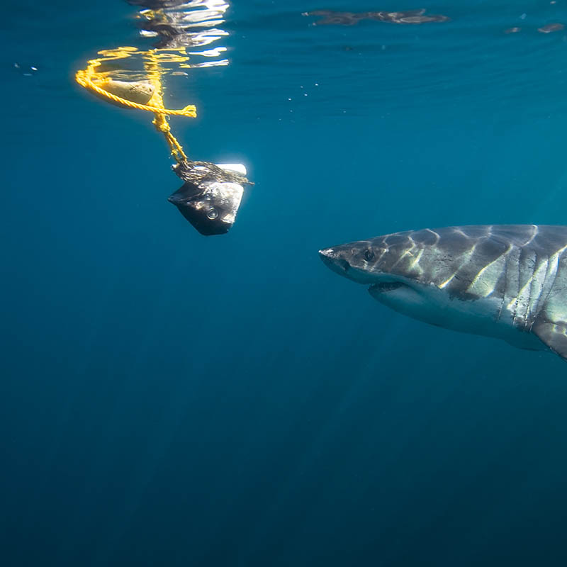 Great White Shark, South Africa