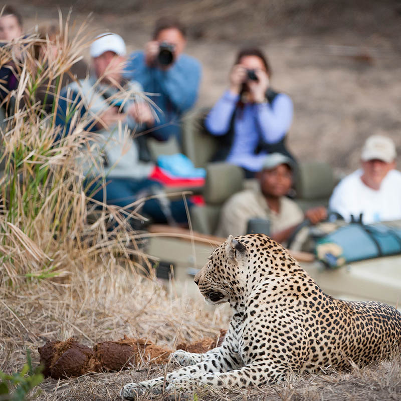 Leopard at Elephant Plains, South Africa