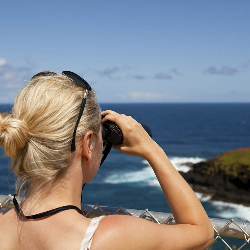 Whale watching in South Africa