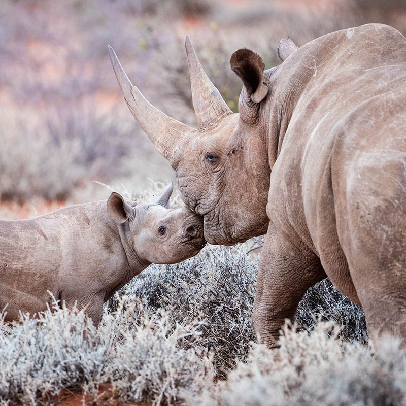 Mother & baby Black Rhino, South Africa