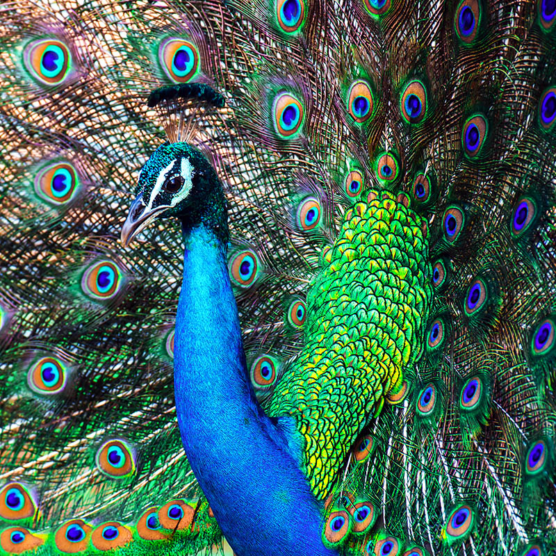 Peacock in the wild on the island of Sri Lanka