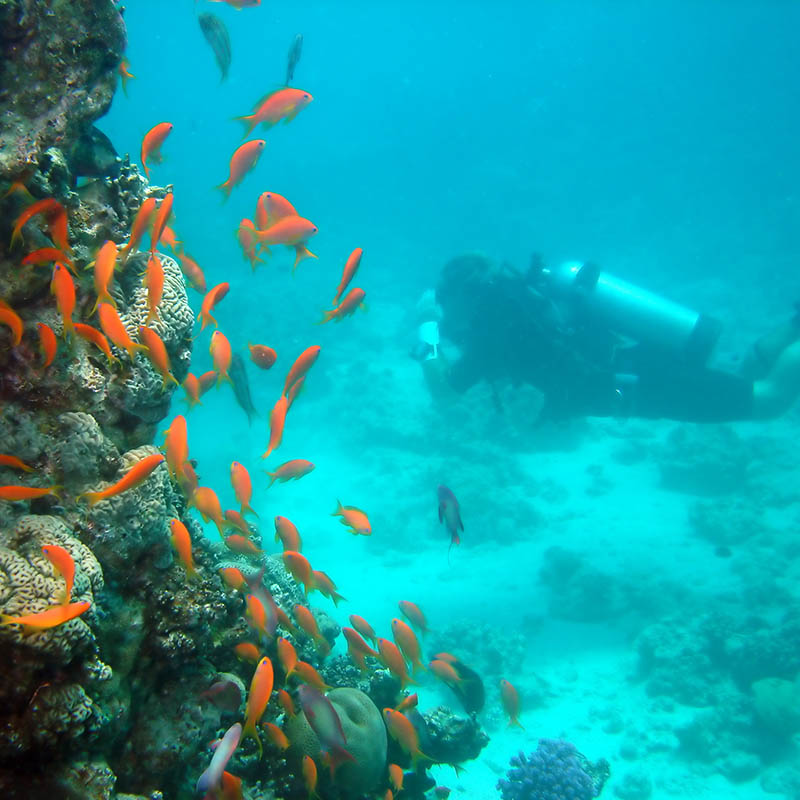 Scuba diver with fish