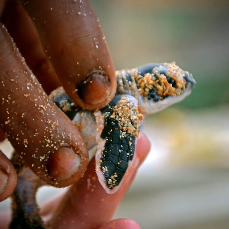 Sea Turtles Conservation Research Project in Bentota, Sri Lanka