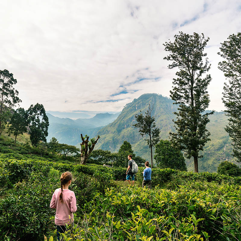 Hiking in tea plantations in Ella, Sri Lanka