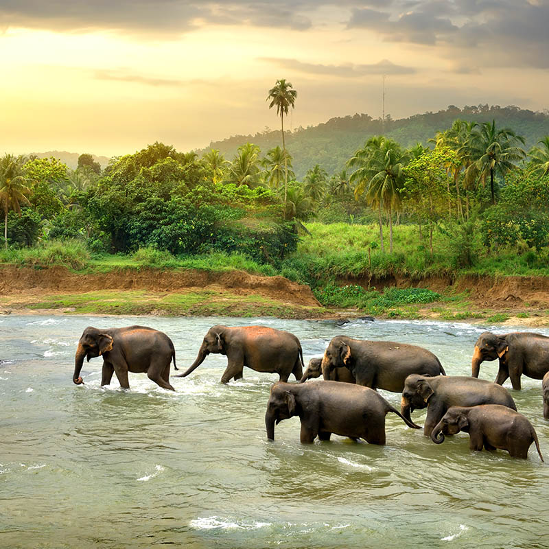 Sri Lanka elephant sanctuary