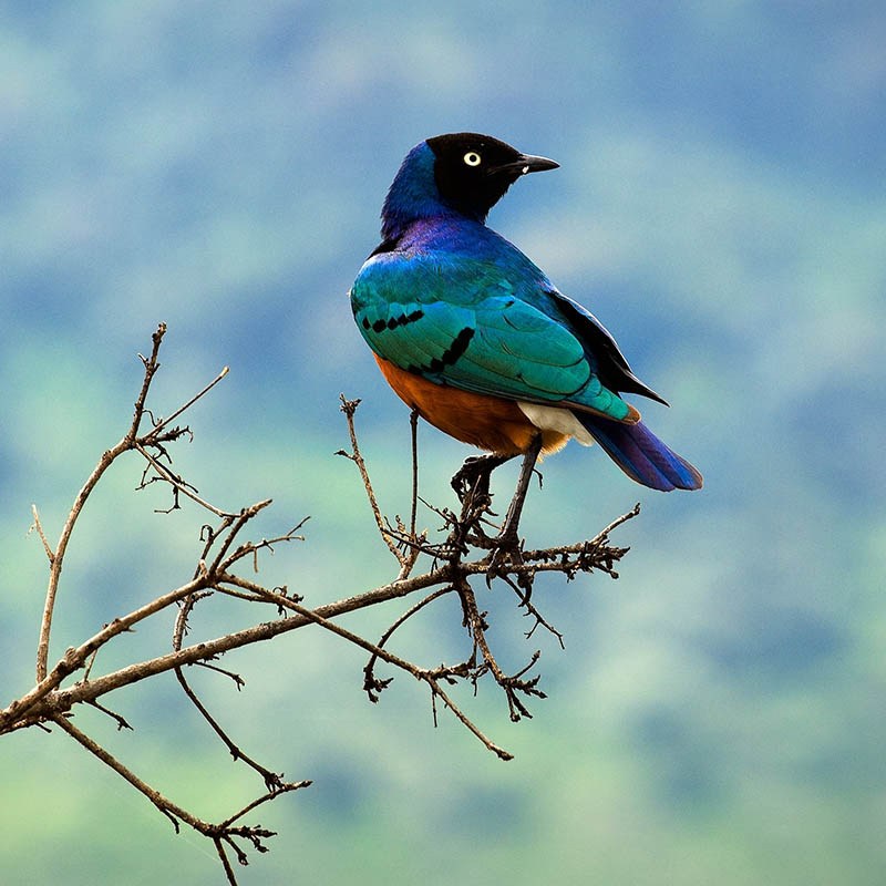 Superb Starling in Tanzania