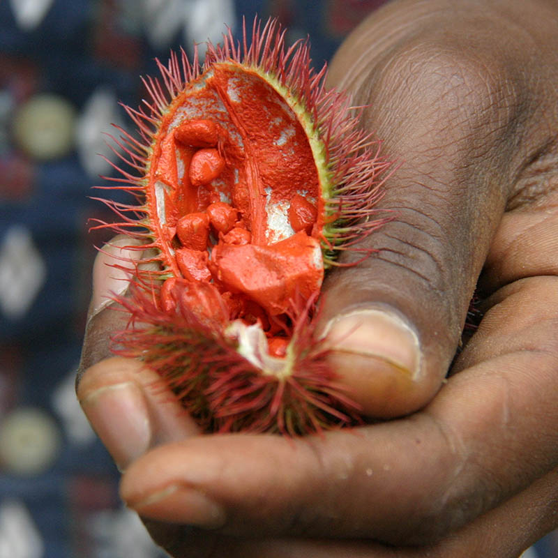 Lipstick fruit, Zanzibar