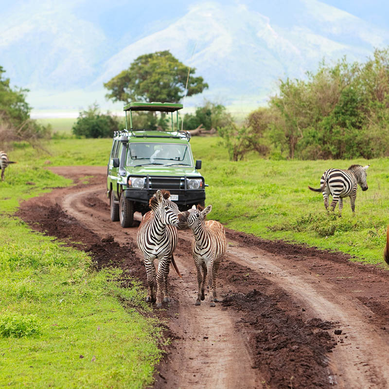 Game drive in the Ngorongoro Crater, Tanzania