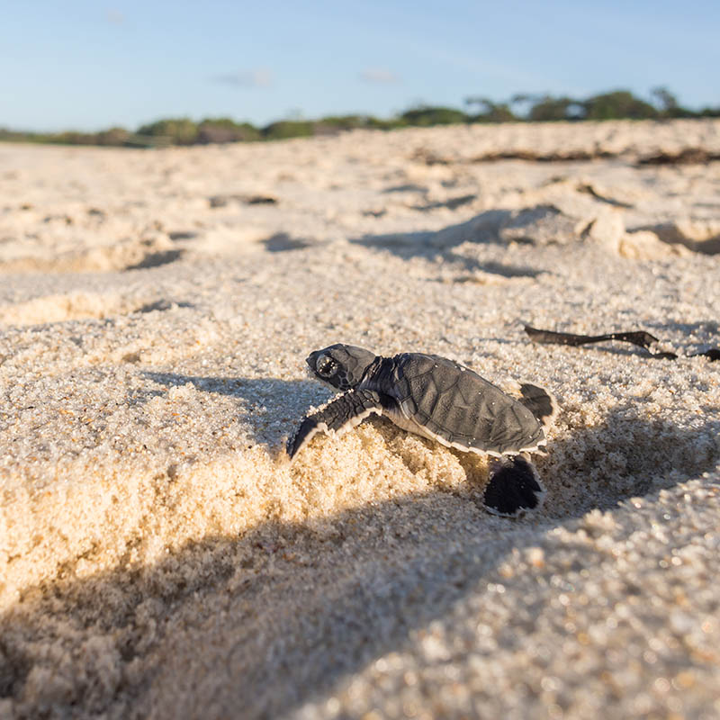 Small green sea turtle on his way to the sea on a beach in Tanzania, shortly after hatching from his egg