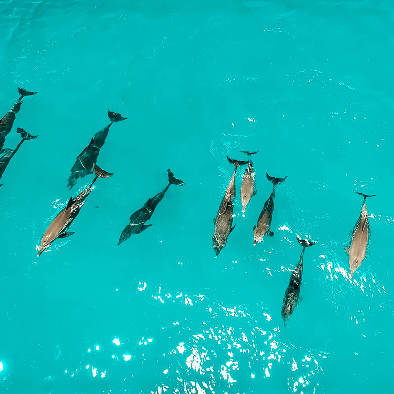 School of dolphins, Zanzibar