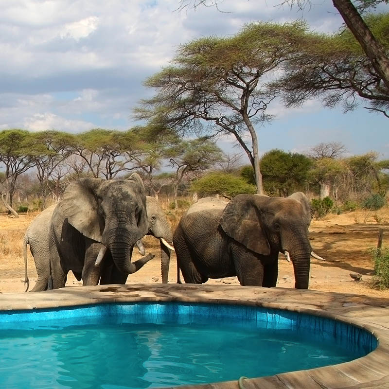 Elephants in Ruaha National Park area, Tanzania