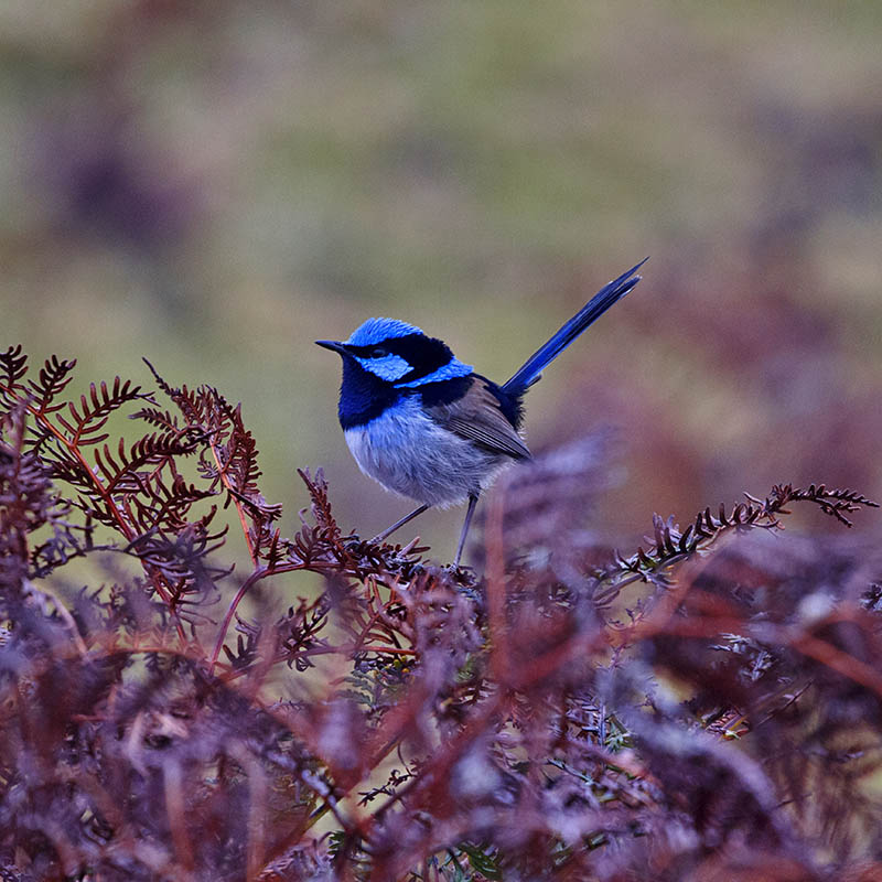 Superb fairy wren bird in Tasmania