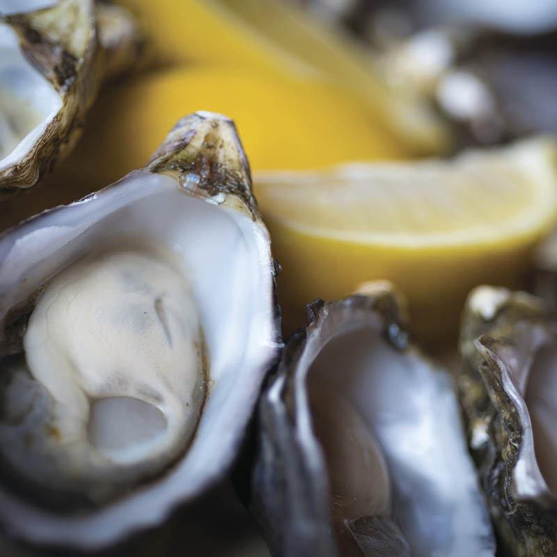 Oysters, Bruny Island, Tasmania