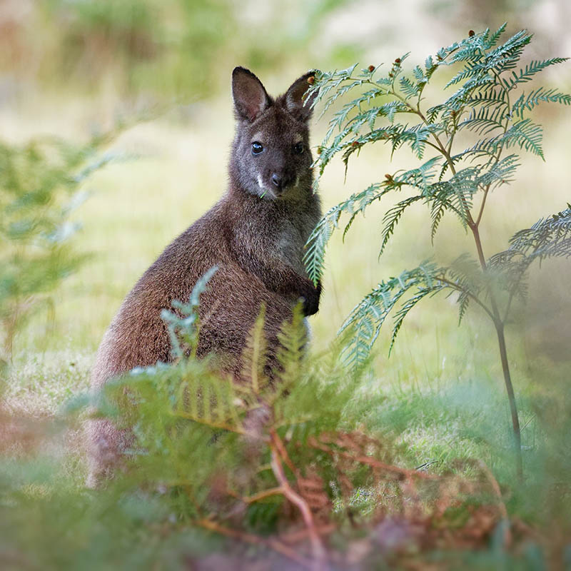 Bennett's wallaby, Tasmania