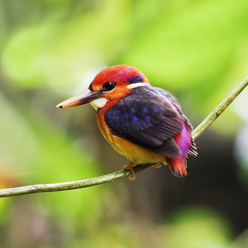 Black Backed Kingfisher, Thailand