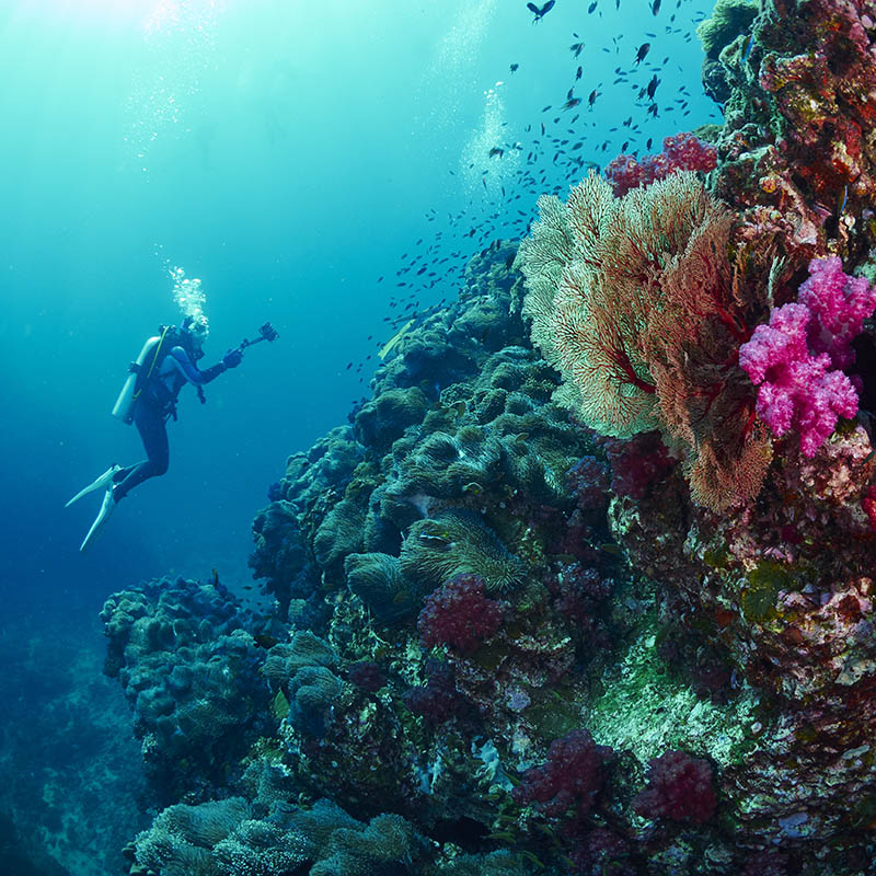 reef coral in the Similan Islands, Thailand