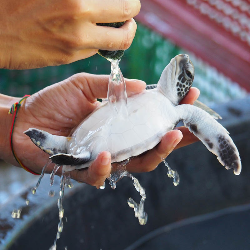 Sea turtle conservation center, Khao Lak, Thailand