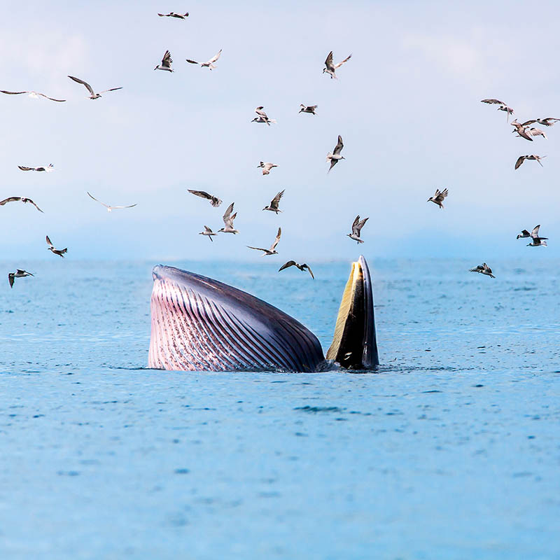 Bryde's whale, Eden's whale, Eating fish at gulf of Thailand