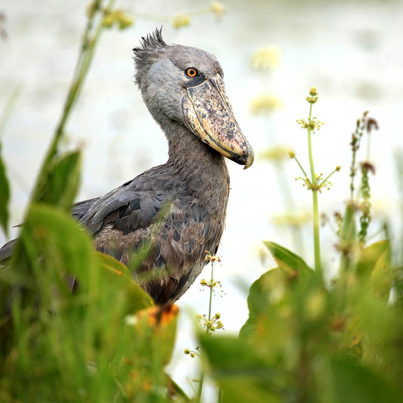 Shoebill bird in Uganda