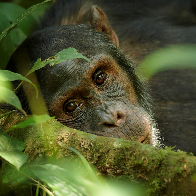 Close up portrait of old chimpanzee Pan troglodytes resting in the jungle of Kibale forest in Uganda