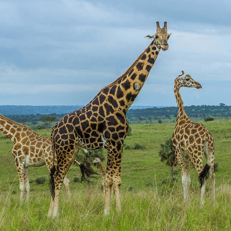 Giraffes in the Murchison Falls National Park, Uganda