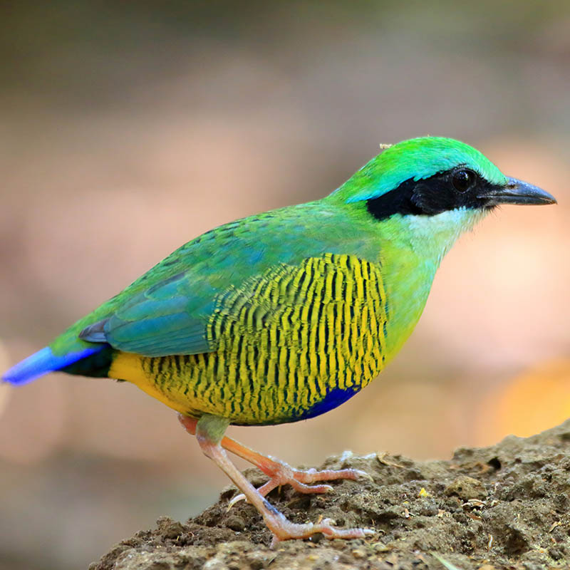 Bar-bellied Pitta in South Vietnam