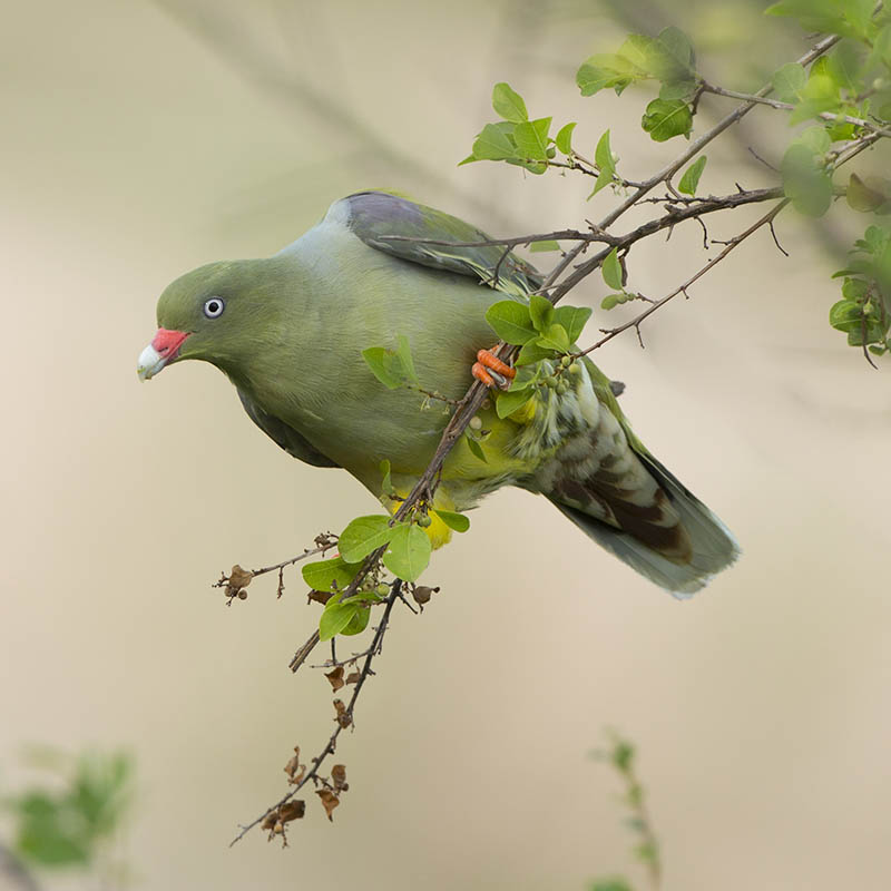 African Green Pigeon