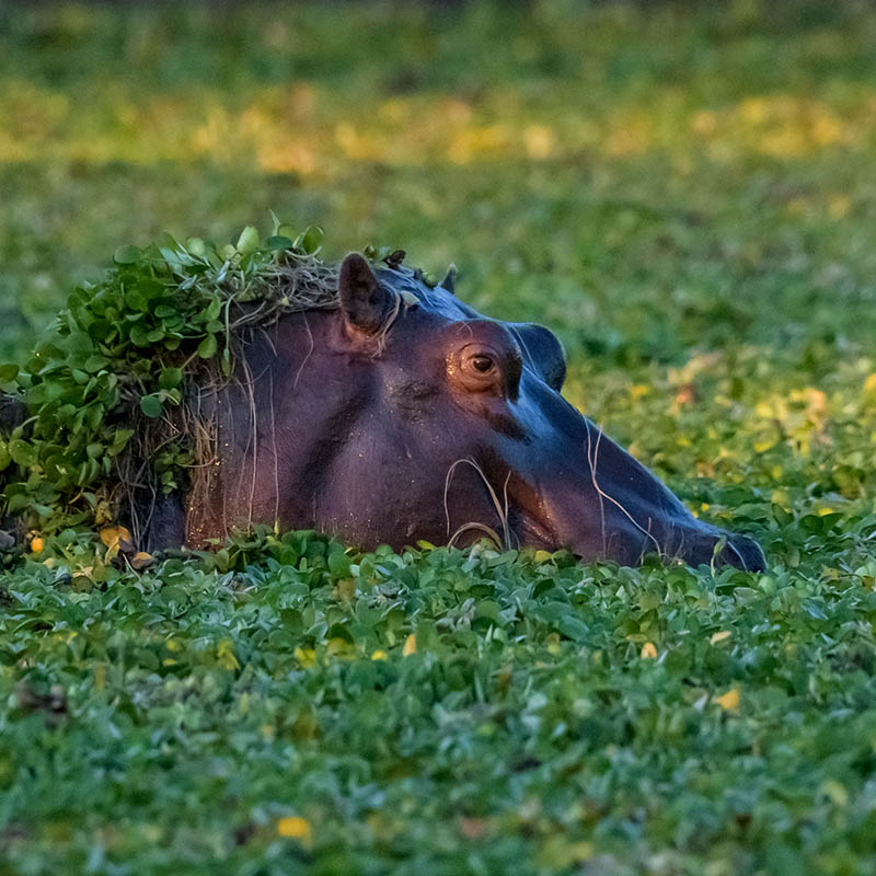 Hippopotamus grazing on water plants in lake in Mana Pools National Park