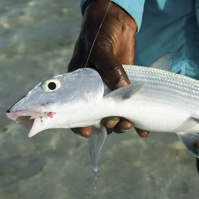 Bonefishing in the Bahamas