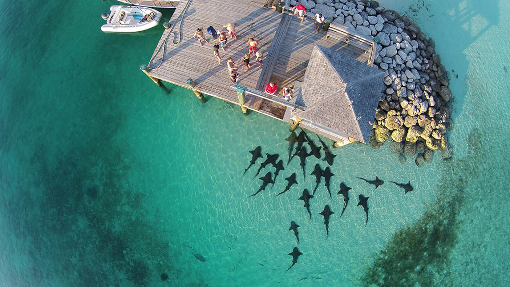 hungry nurse sharks in the Bahamas