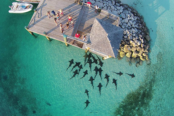 hungry nurse sharks in the Bahamas