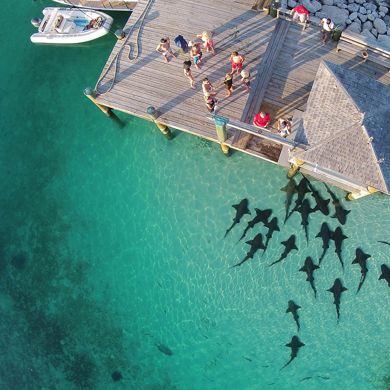 hungry nurse sharks in the Bahamas