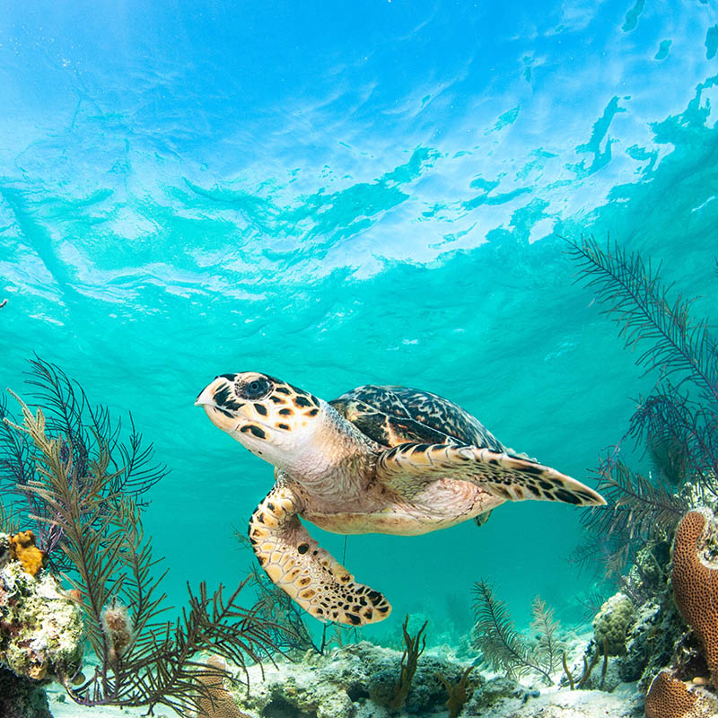 A Hawksbill turtle is swimming over a reef in shallow clear blue water on a sunny day