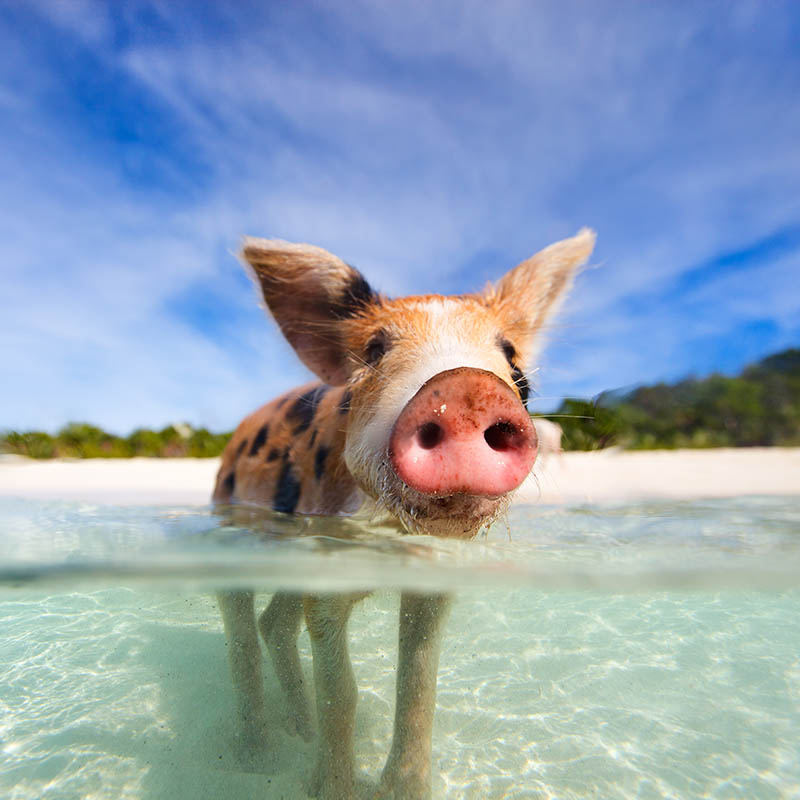 Wild, swimming pig on Big Majors Cay in The Bahamas