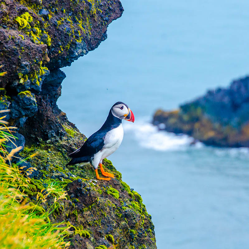 Puffin in Iceland