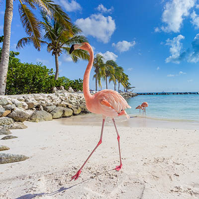 Caribbean Flamingos