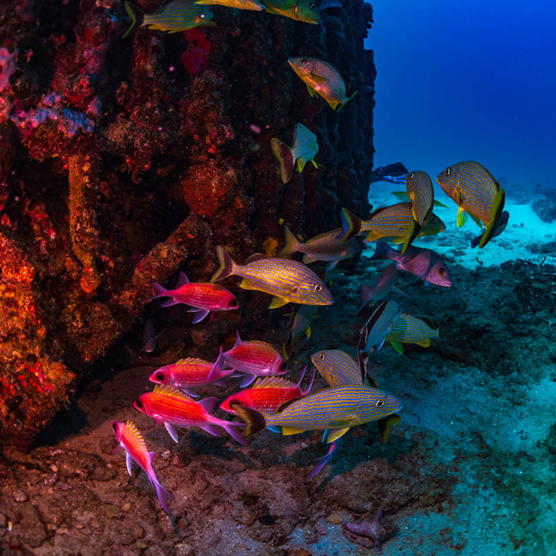 Squirrel fish and grunts swimming around the RMS Rhone, a UK Royal Mail Ship wrecked off the coast of Salt Island in the British Virgin Islands