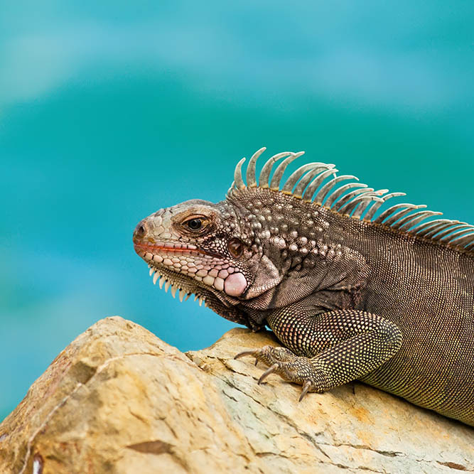 Large iguana resting on rock in St. Thomas USVI