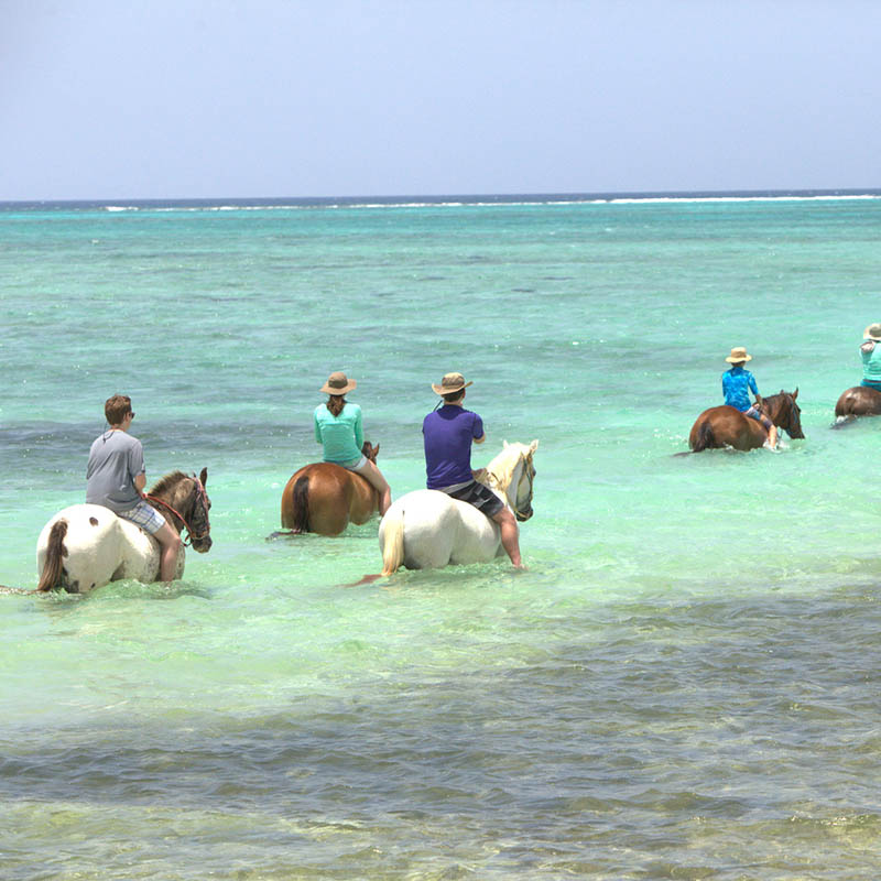 Horse riding in the Cayman Islands