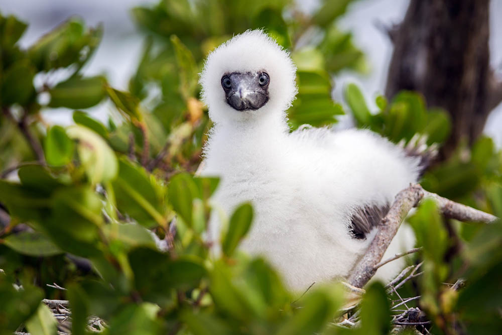 baby bird in the Cayman Islands