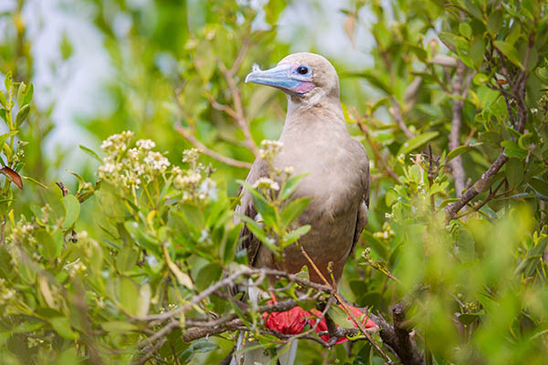 Red-footed Booby, Cayman Islands