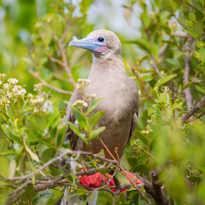 Red-footed Booby, Cayman Islands